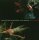 Diverse - Where the Wild Roses Grow [CD]