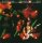 Joe Satriani, Eric Johnson, Steve Vai - G3 Live In Concert [CD]